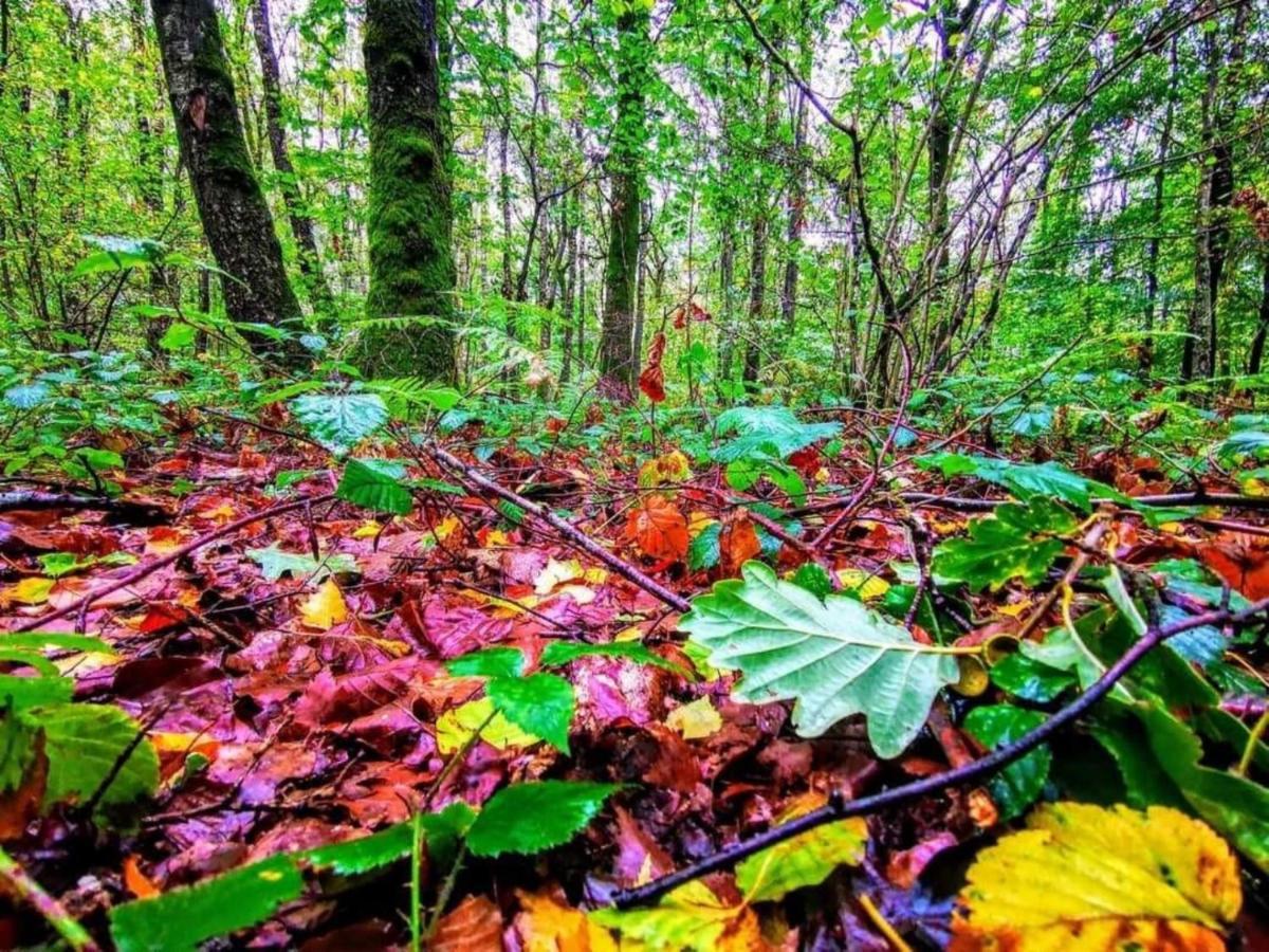 Enjoy Durbuy 1 Daire Dış mekan fotoğraf
